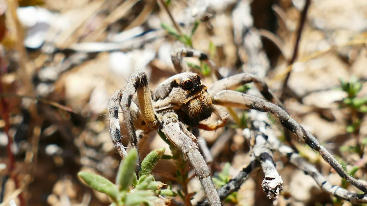 5 Alasan Wajib Tahu: Marvel’s Spider-Man 2 di PS Plus!